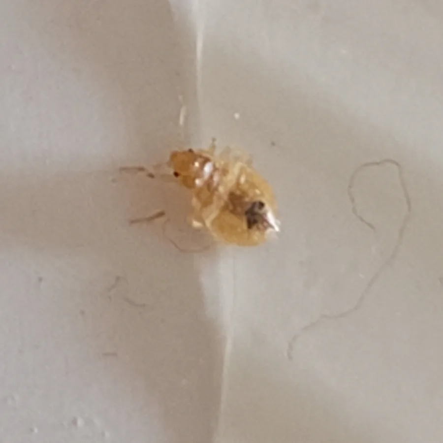 Pretty pest control in Sunset, TX — business photo 3