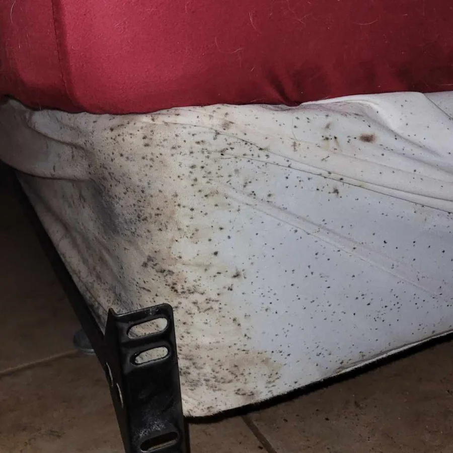 Pretty pest control in Sunset, TX — business photo 5