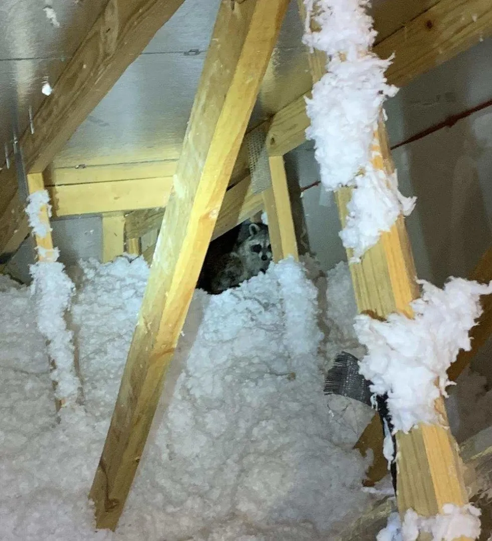 Green Pest Guys Dallas — pest control in McKinney, COLLIN County, TX