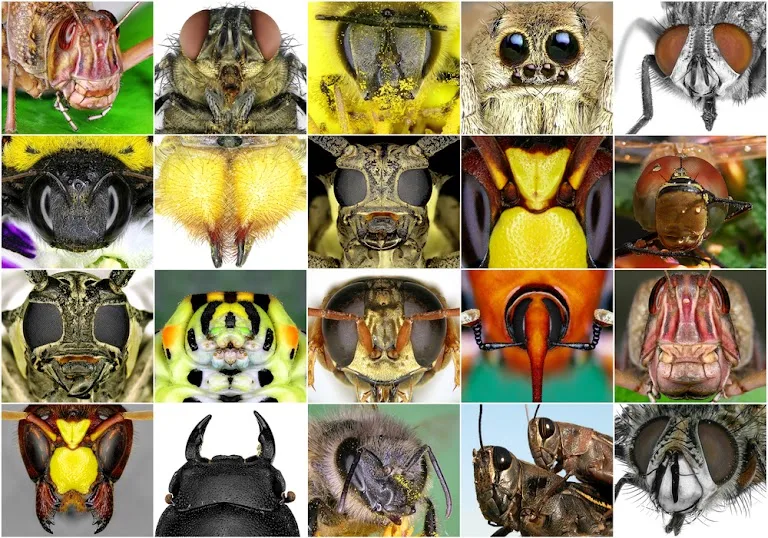 Texas Bug Killers Pest & Lawn Service — pest control in San Antonio, BEXAR County, TX