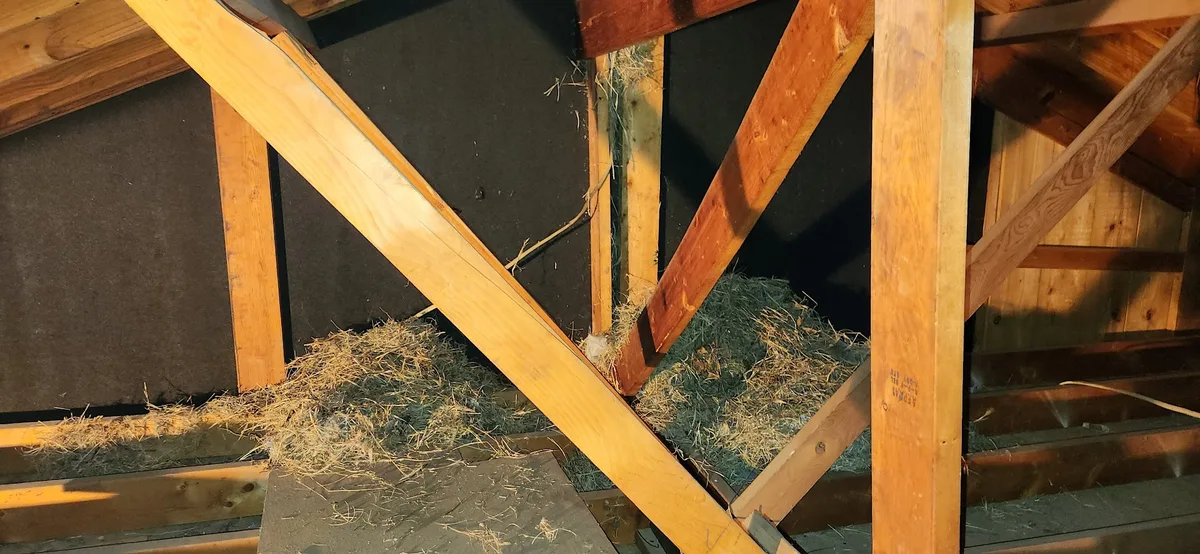Texas Bug Killers Pest & Lawn Service in San Antonio, TX — business photo 3
