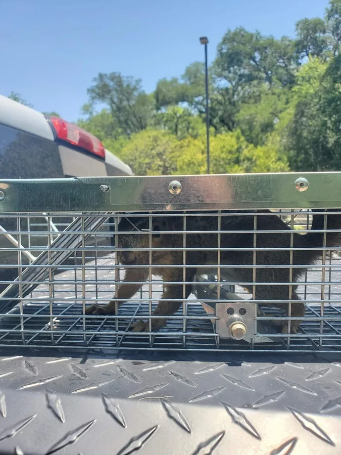 Texas Bug Killers Pest & Lawn Service in San Antonio, TX — business photo 5
