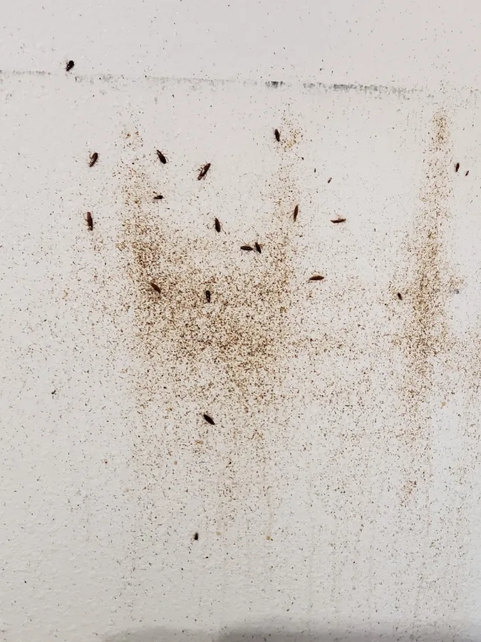 ACTIVE ZONE PEST CONTROL, LLC in San Antonio, TX — business photo 6