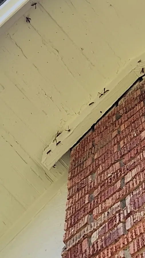 Dynamite Pest & Termite in Boyd, TX — business photo 3
