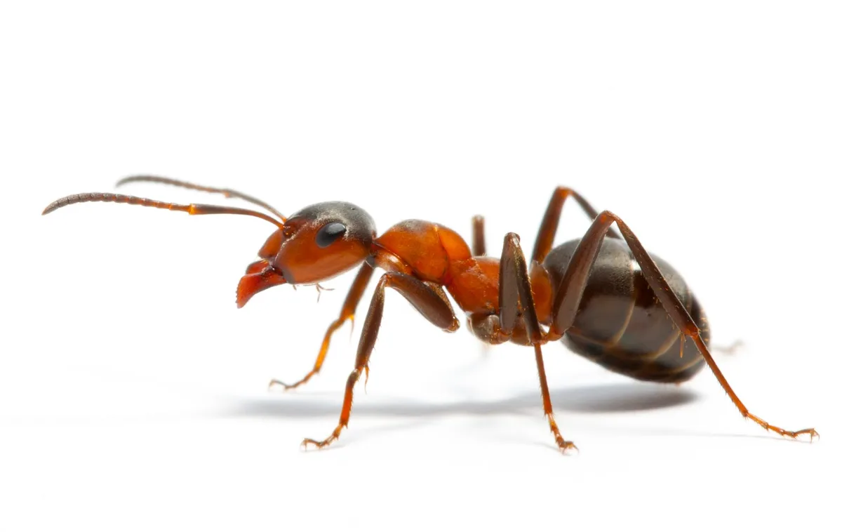 Sprague Pest Control — pest control in Austin, TRAVIS County, TX
