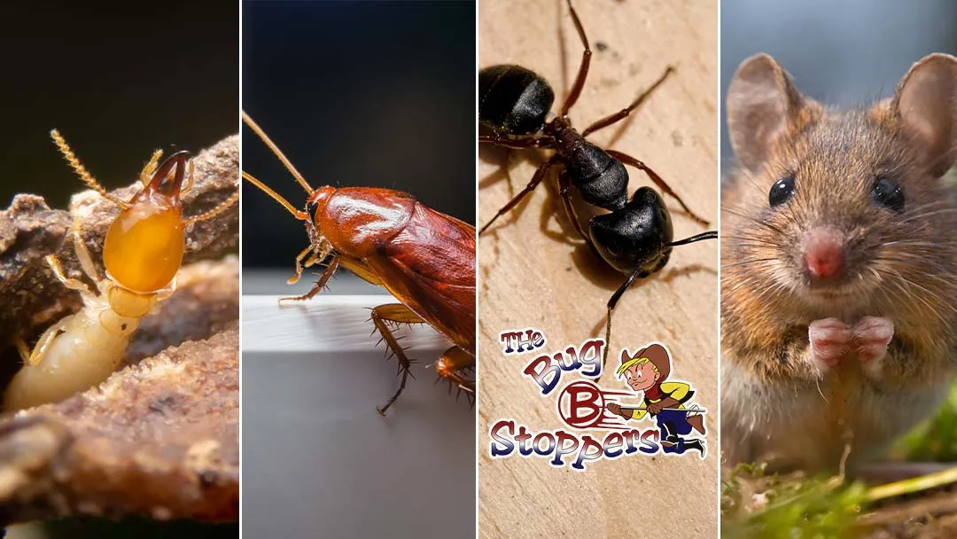 The Bugstoppers Pest Control — pest control in Conroe, MONTGOMERY County, TX