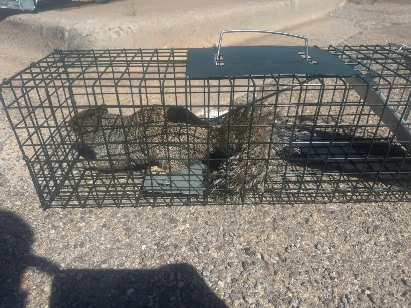 300 EXTERMINATOR TERMITE AND PEST CONTROL, LLC in El Paso, TX — business photo 6