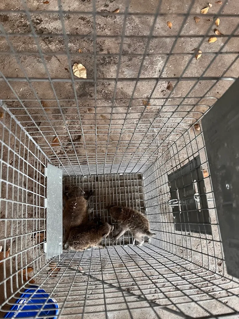 Workman's Pest Control — pest control in Conroe, MONTGOMERY County, TX