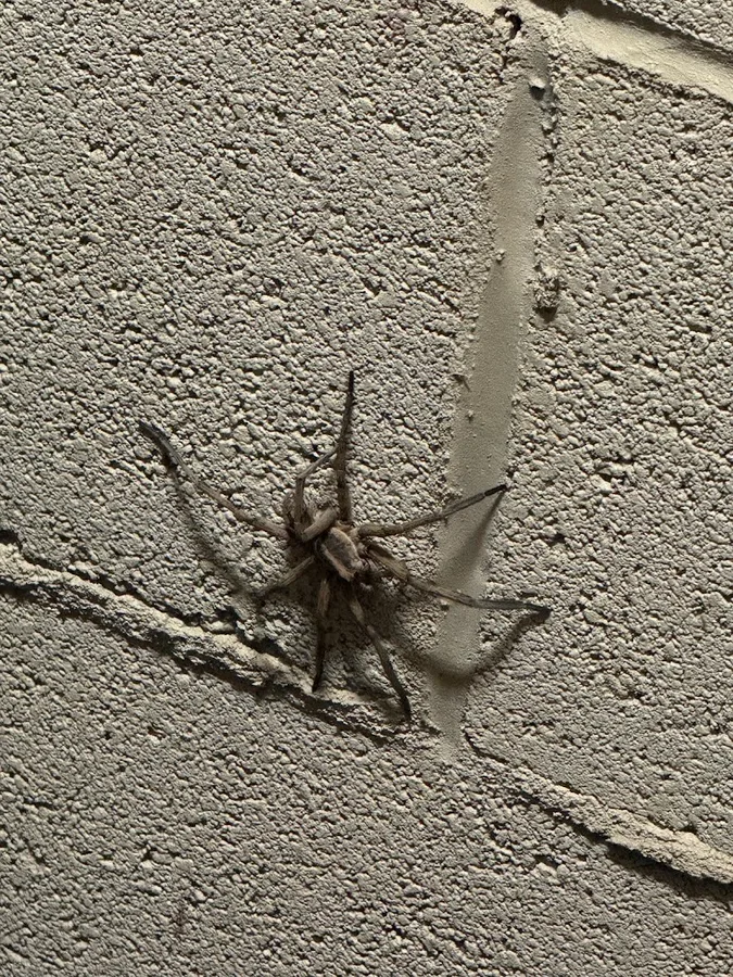 Web Termite & Pest Control, LLC in Laredo, TX — business photo 4