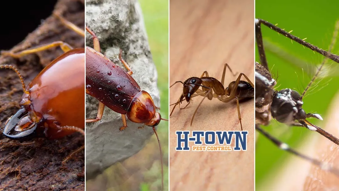 H-Town Home Services — pest control in Houston, HARRIS County, TX