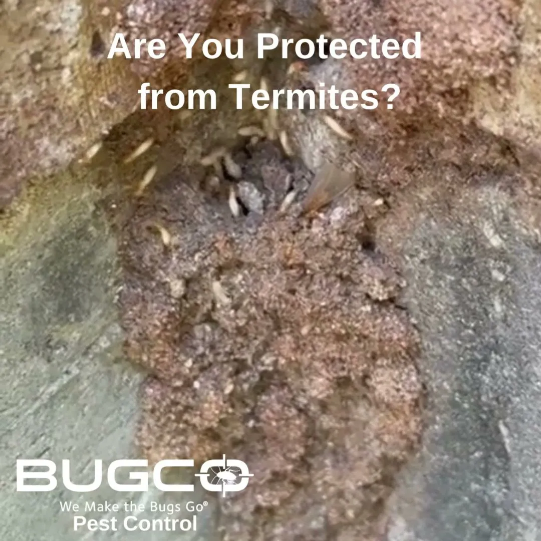 BUGCO Pest Control in Dallas, TX — business photo 3