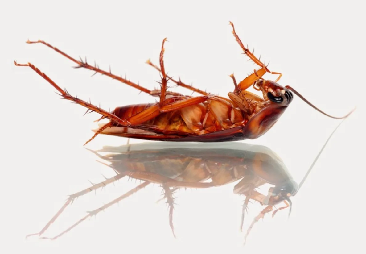 CEOS Pest Control Services in Midland, TX — business photo 3