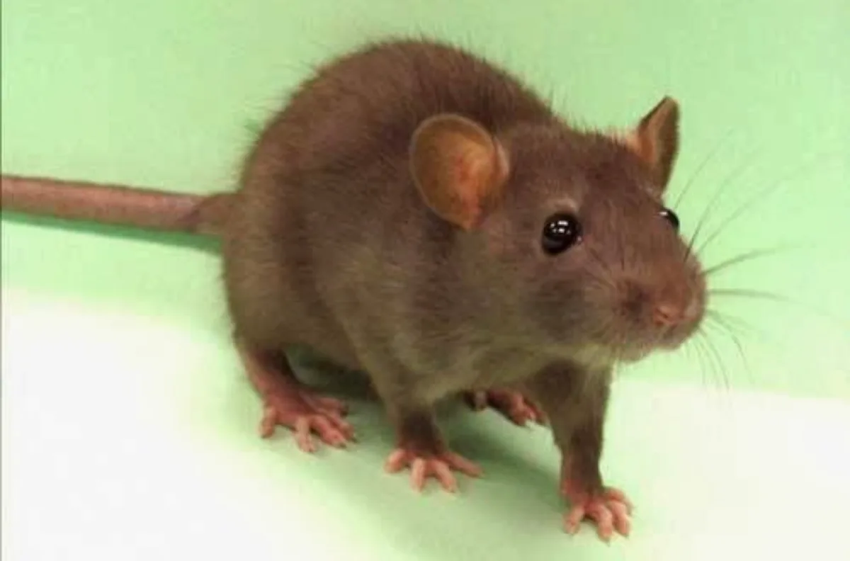 CEOS Pest Control Services in Midland, TX — business photo 4