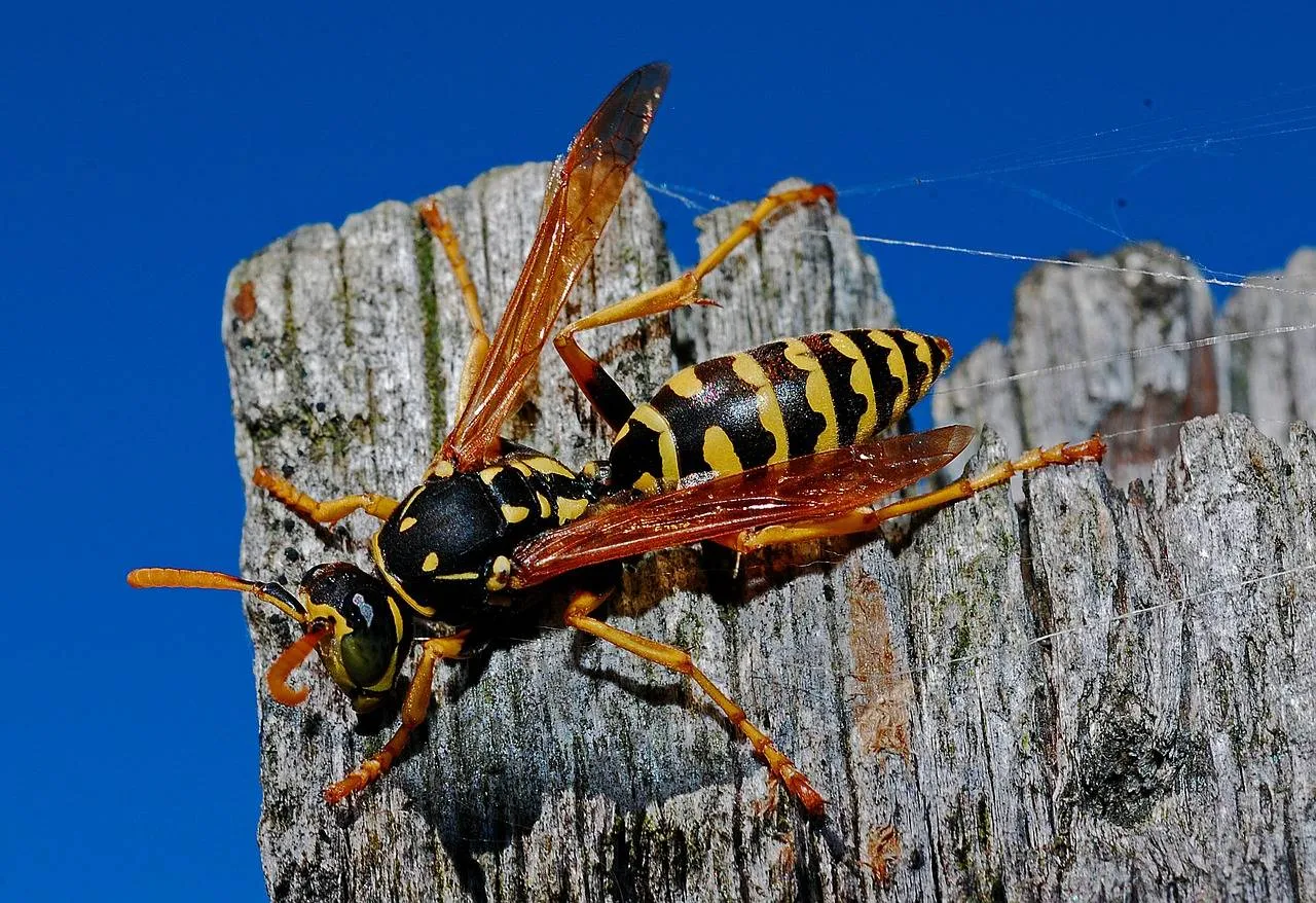 A to Z Pest Control - Austin in Austin, TX — business photo 5