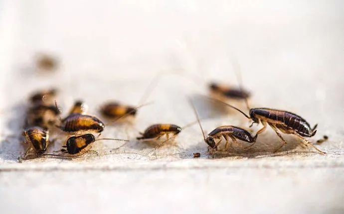 A to Z Pest Control - Austin in Austin, TX — business photo 6