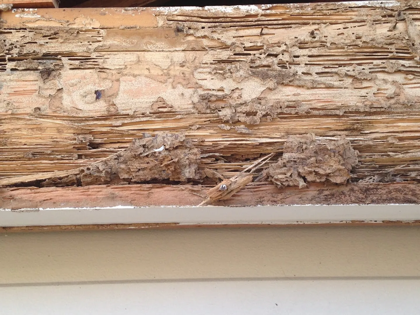 Freedom Termite & Pest Control, Inc in Houston, TX — business photo 5