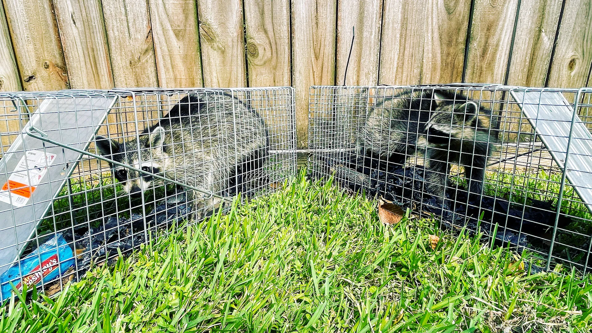 Bayou City Wildlife Removal — pest control in Houston, HARRIS County, TX