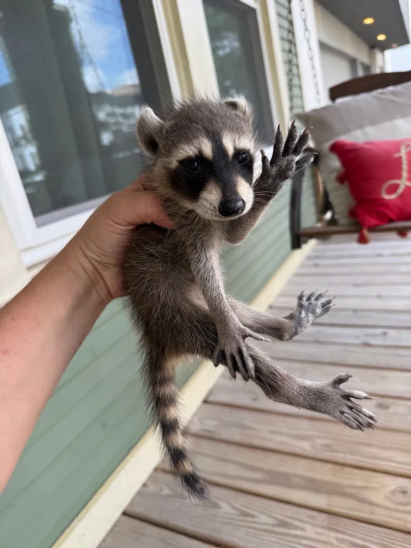 Bayou City Wildlife Removal in Houston, TX — business photo 4