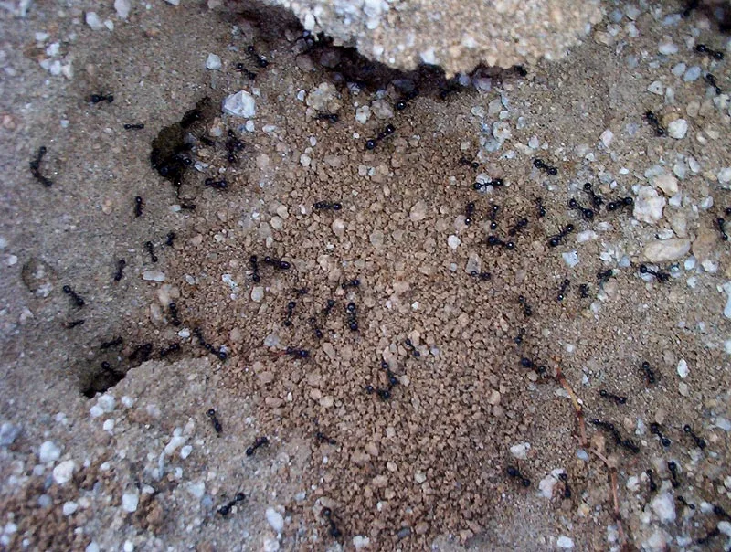 Bug Lady Pest Control in Midland, TX — business photo 4