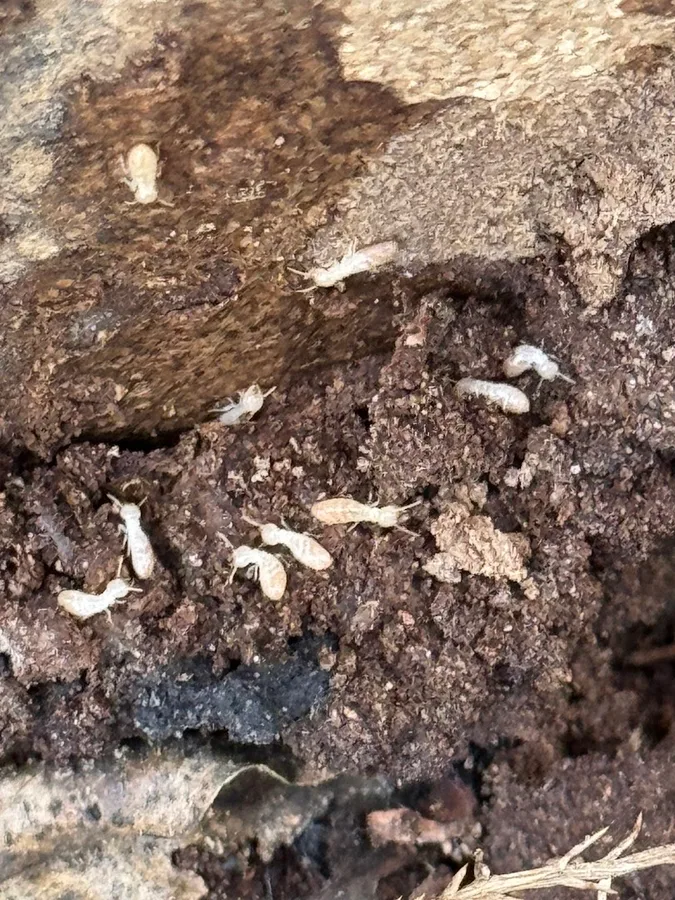 Grand Slam Pest Control, LLC in Spring, TX — business photo 3