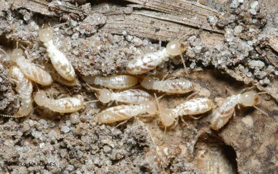 Pair's Termite & Pest Control LLC — pest control in Hawkins, WOOD County, TX