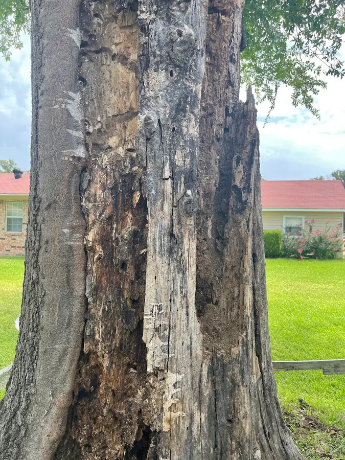 Pair's Termite & Pest Control LLC in Hawkins, TX — business photo 3