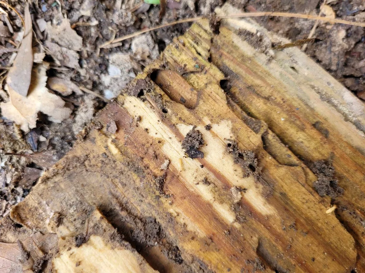 theXTermiGator, LLC | TERMITE INSPECTIONS & TREATMENTS in Wake Village, TX — business photo 3