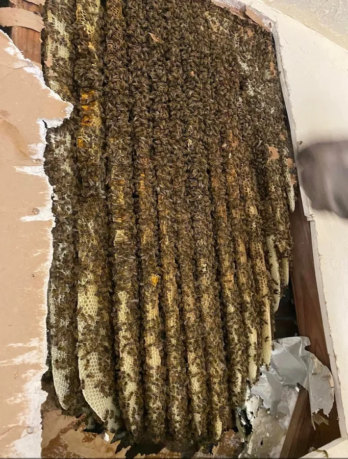 Aspire Pest Solutions in Houston, TX — business photo 3