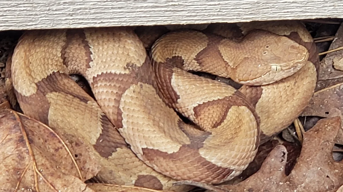Hello Green Termite & Pest Solutions — pest control in Mont Belvieu, CHAMBERS County, TX