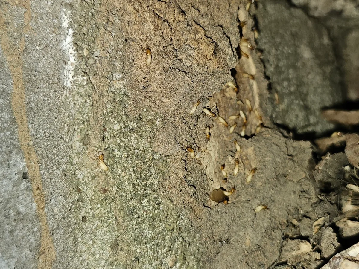Hello Green Termite & Pest Solutions in Mont Belvieu, TX — business photo 4