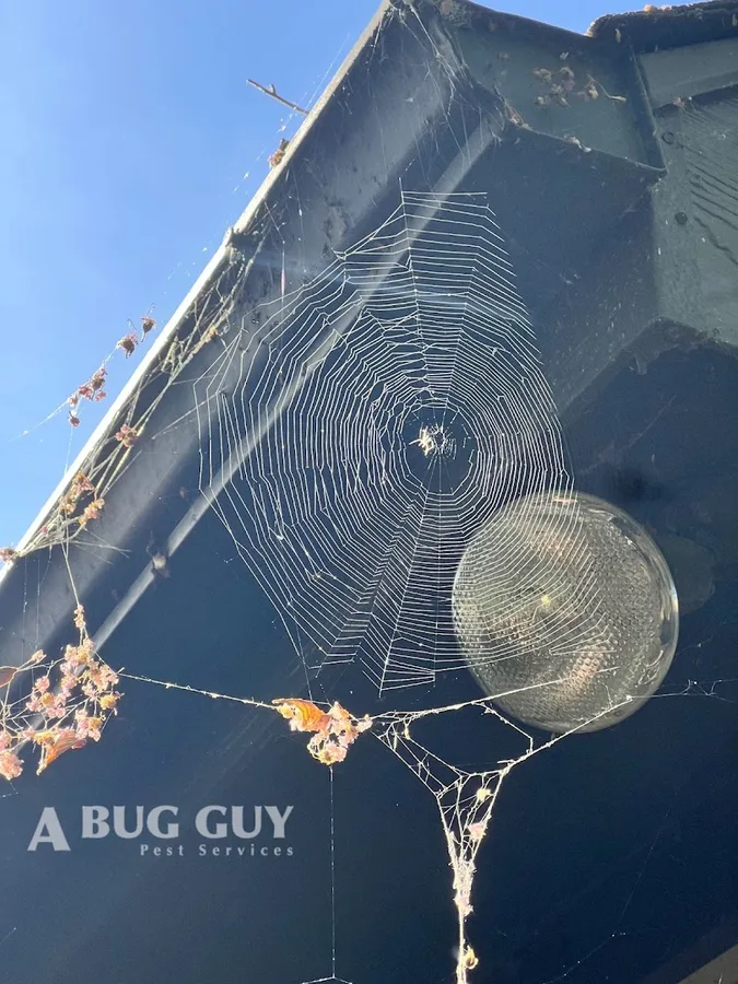 A Bug Guy Pest Services in McKinney, TX — business photo 2
