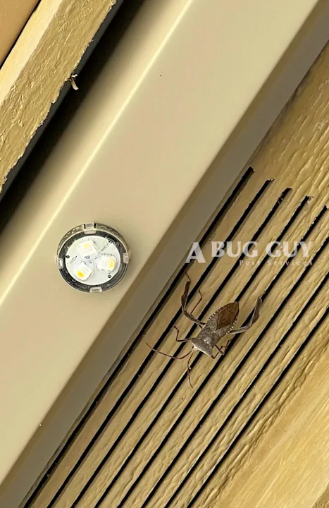 A Bug Guy Pest Services in McKinney, TX — business photo 3