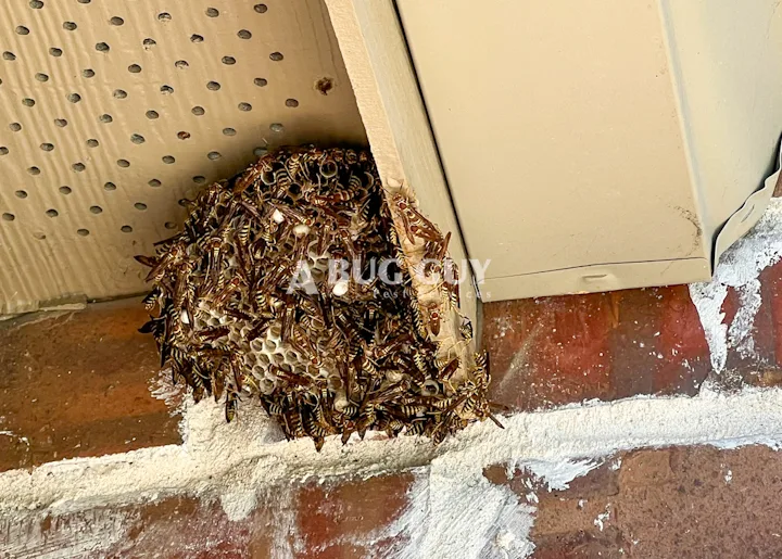 A Bug Guy Pest Services in McKinney, TX — business photo 6