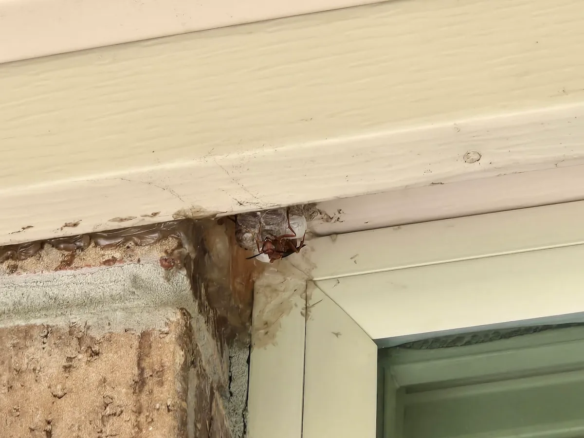 Romex Pest & Termite Control Tyler in Flint, TX — business photo 4