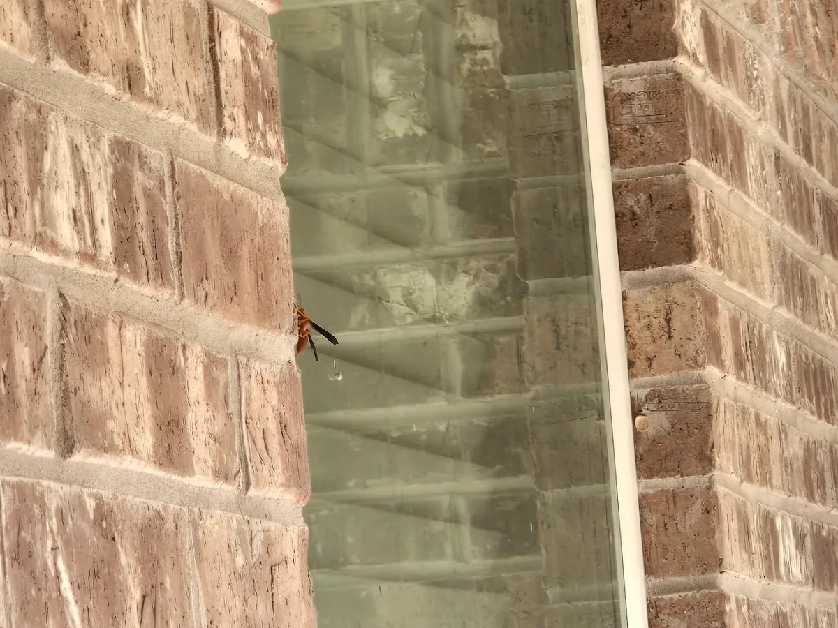 Romex Pest & Termite Control Tyler in Flint, TX — business photo 6