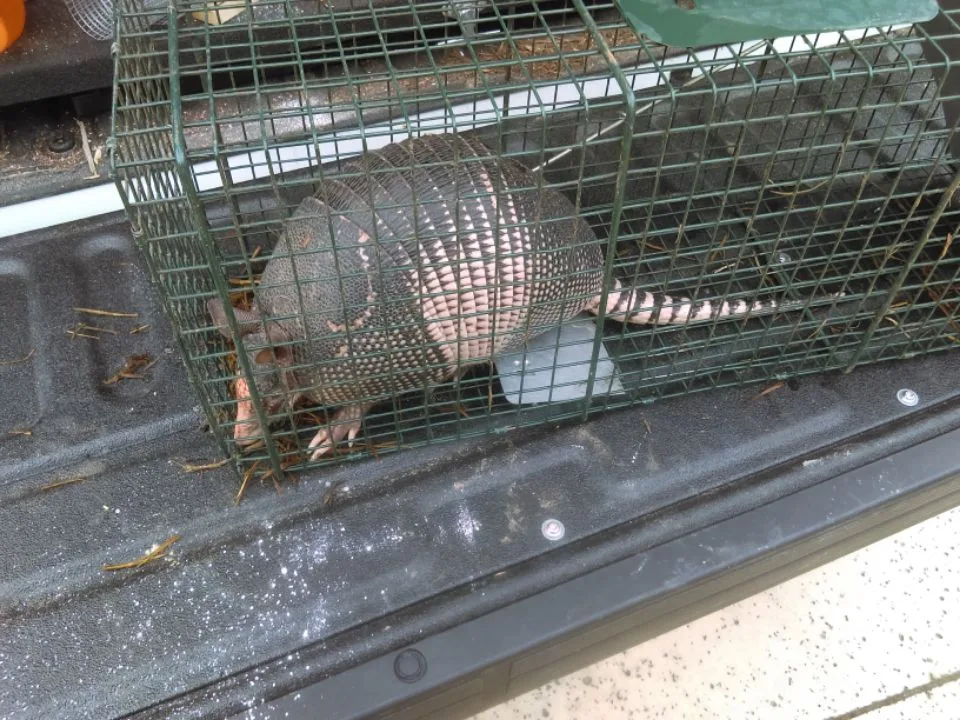 Romex Rodent Control in McKinney, TX — business photo 3