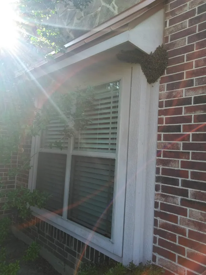 Romex Rodent Control in McKinney, TX — business photo 6