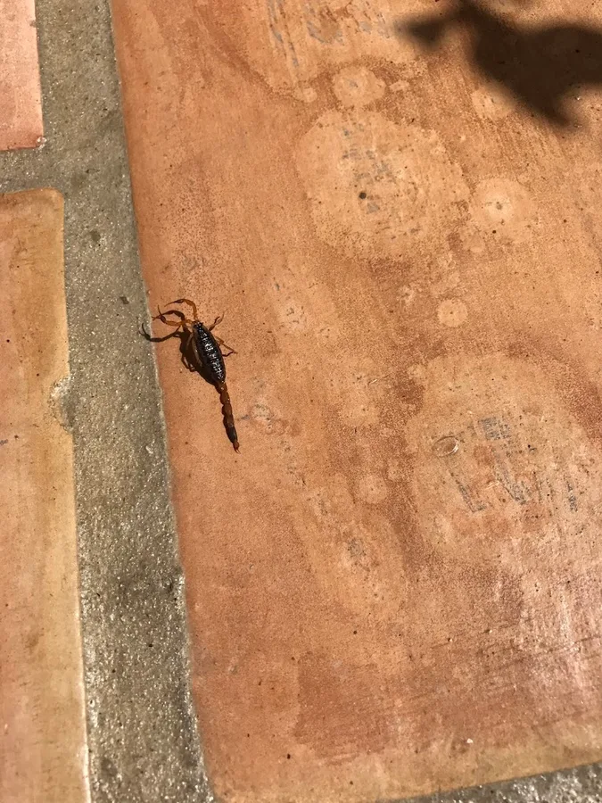 Bug Out! Pest Management — pest control in Kerrville, KERR County, TX