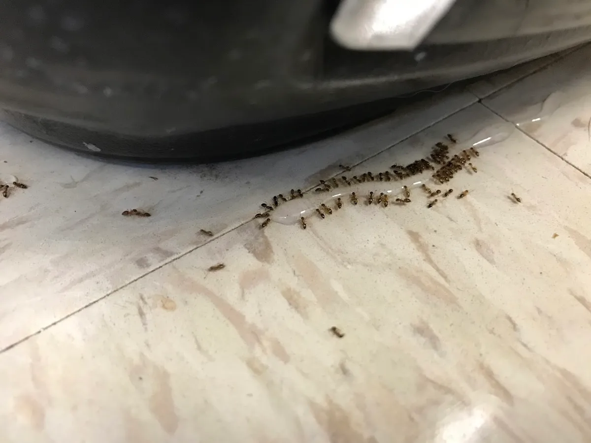 Bug Out! Pest Management in Kerrville, TX — business photo 2