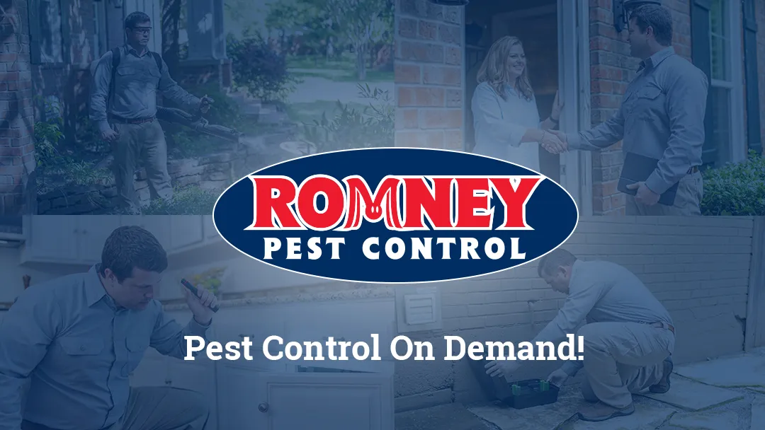 Romney Pest Control - Lewisville in Dallas, TX — business photo 2