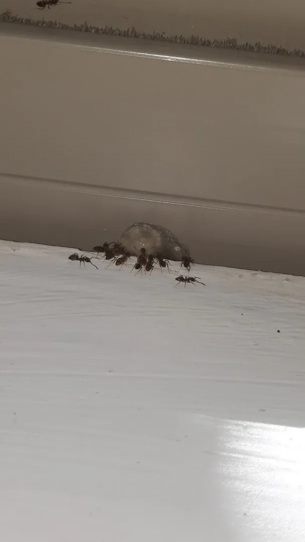 1st Choice Pest Control, Inc. — pest control in Kaufman, KAUFMAN County, TX