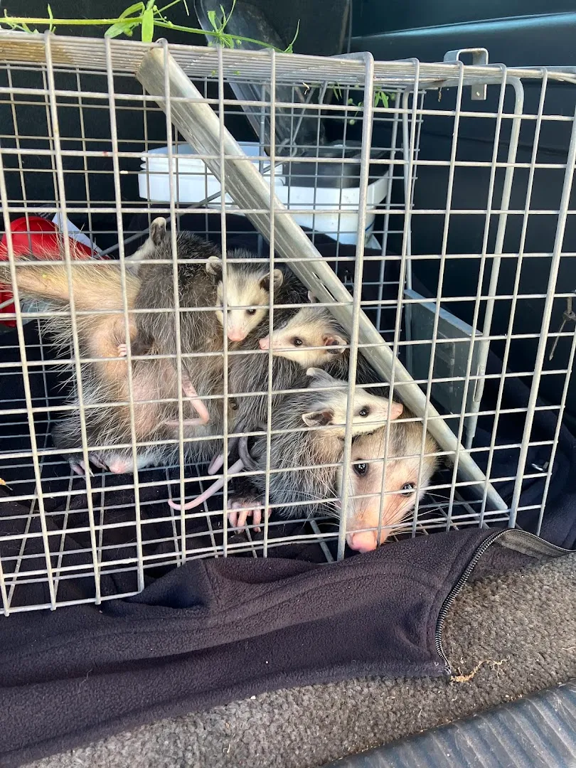 Resolve Pest And Termite Control — pest control in Houston, HARRIS County, TX