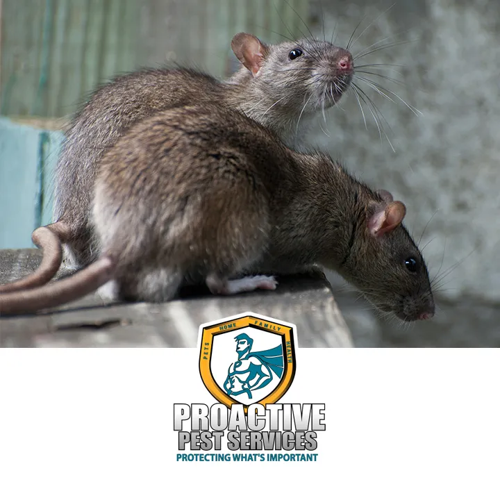 Proactive Pest Services — pest control in Dallas, DALLAS County, TX