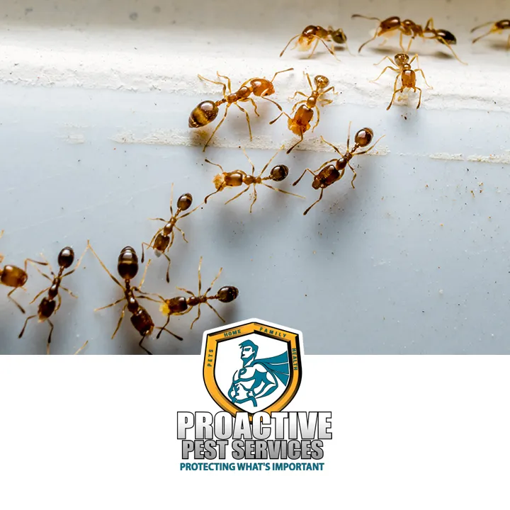 Proactive Pest Services in Dallas, TX — business photo 5