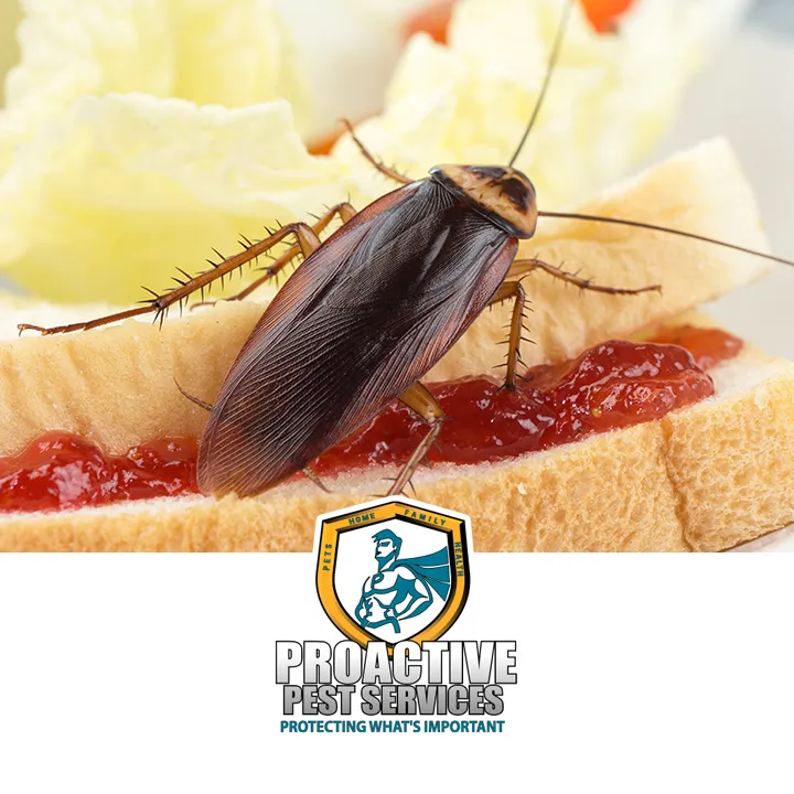 Proactive Pest Services in Dallas, TX — business photo 6