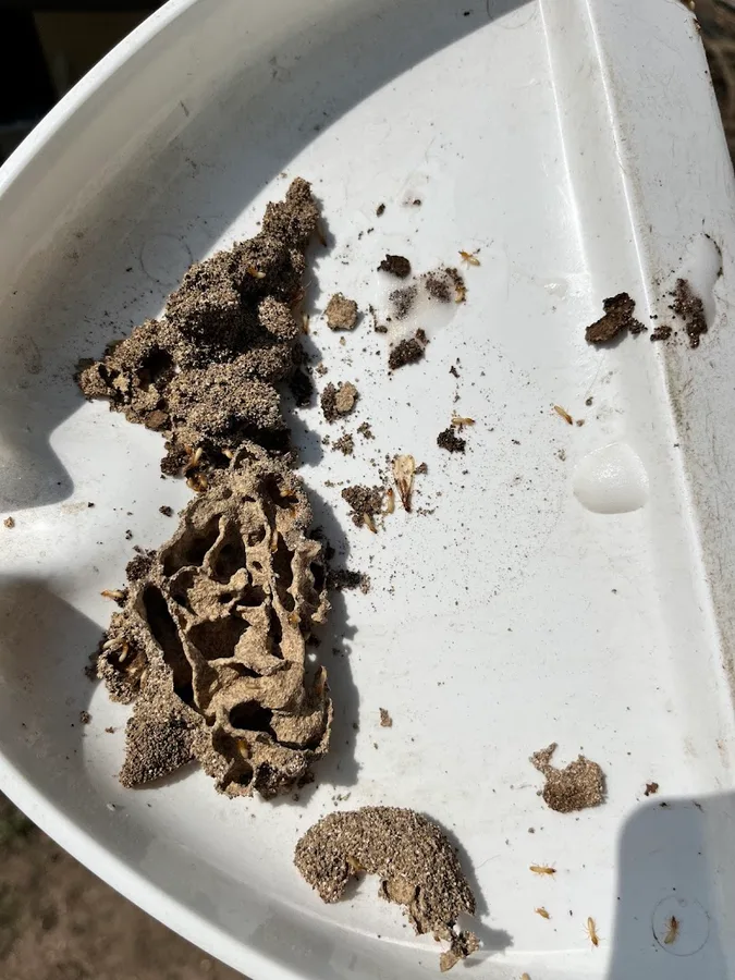 Deep Six Pest Control — pest control in New Braunfels, COMAL County, TX