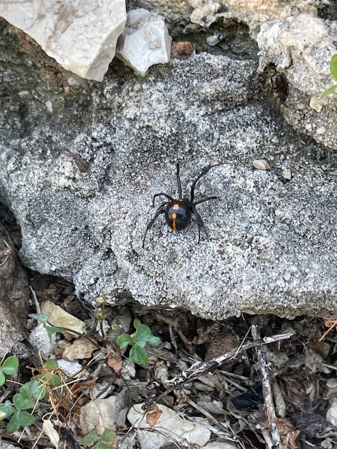 Deep Six Pest Control in New Braunfels, TX — business photo 5