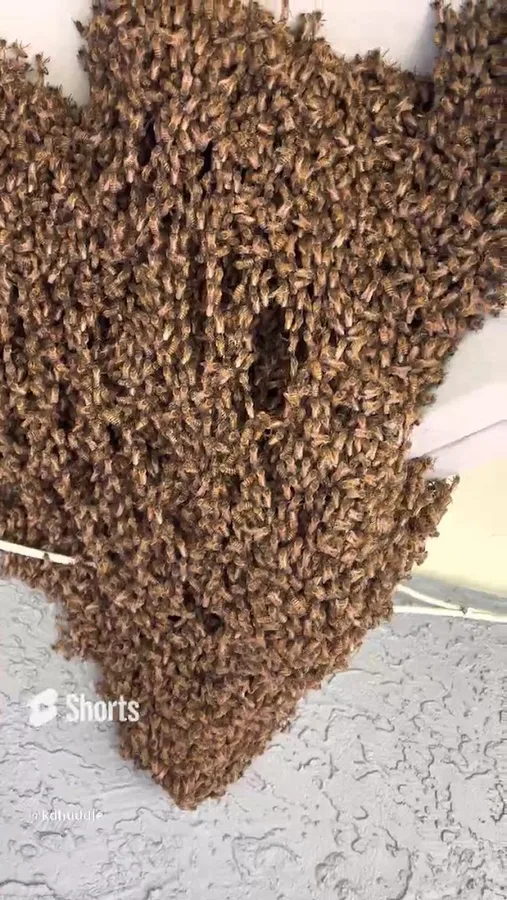 Keith's Bee Service in San Antonio, TX — business photo 2