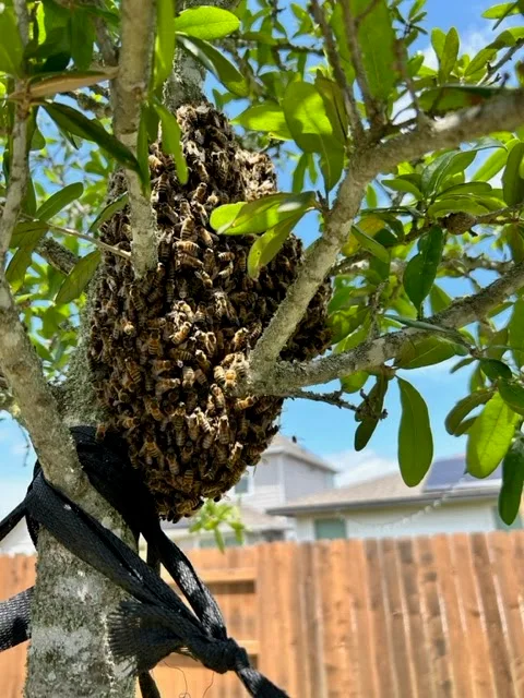 Keith's Bee Service in San Antonio, TX — business photo 3