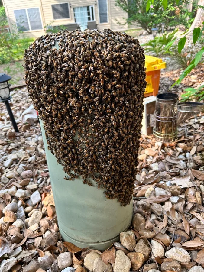 Keith's Bee Service in San Antonio, TX — business photo 4